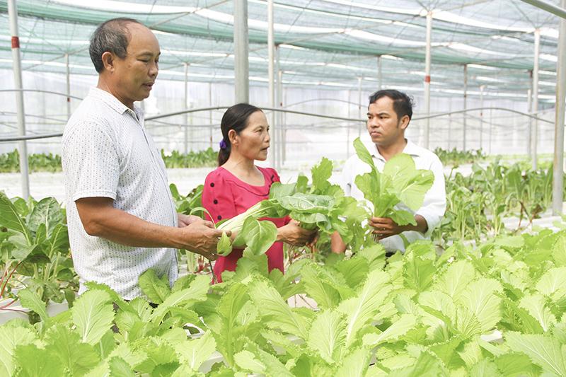 Vĩnh Trung chú trọng nâng cao chất lượng và giá trị sản phẩm nông nghiệp